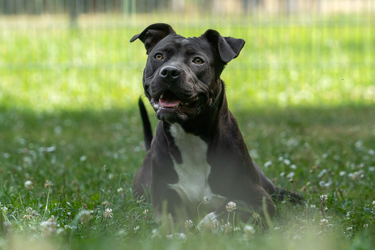 Vermittlunsbilder-JennyFrank-Langohrliebe-TierheimChemnitz-Tierheimhund-5