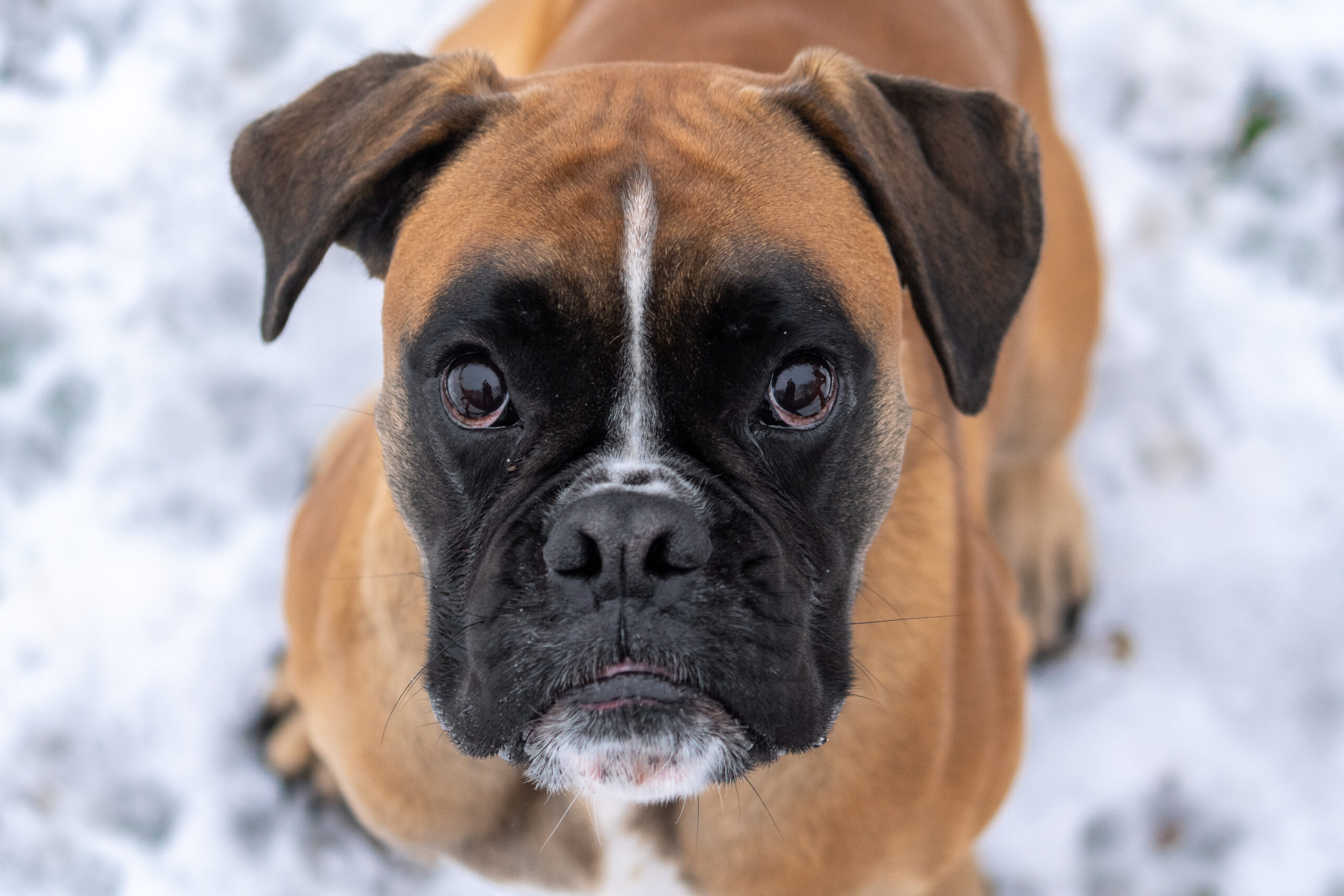 Hundefotografie-Flip-JennyFrank-Chemnitz-Tierheim-Tierschutz-Boxer-3